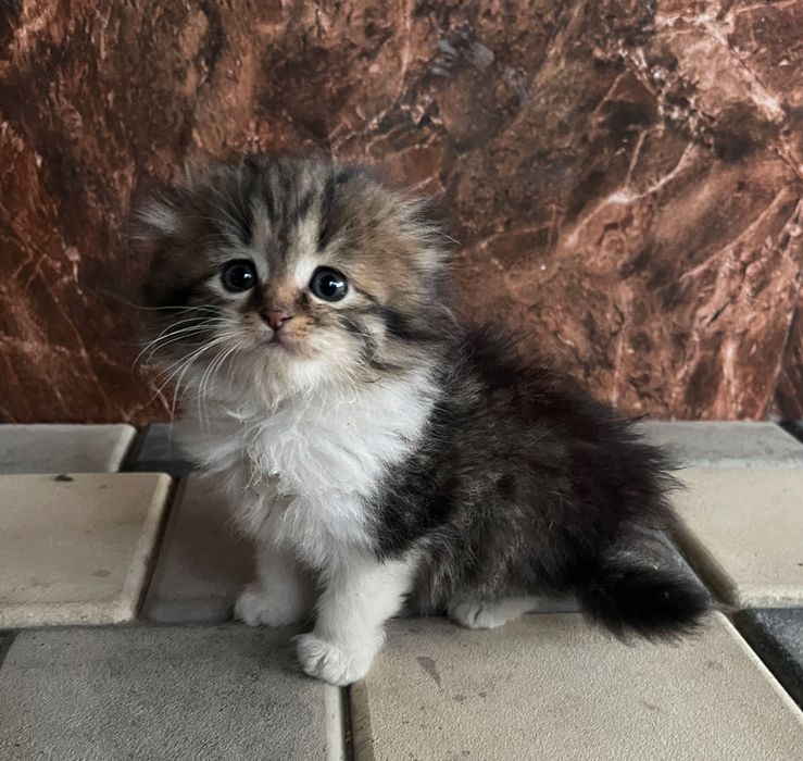 Мамины вислоушки! Котята-метисы от Scottish Fold