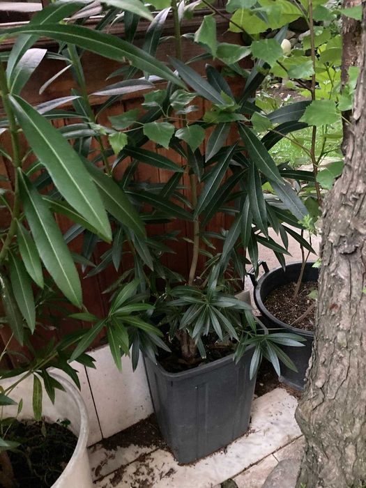 Закуми цветя в саксии 1.20-1.60