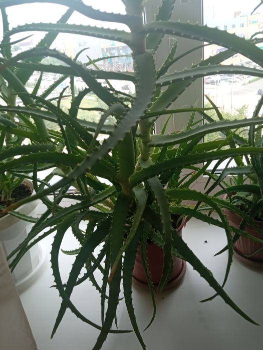 Алоэ лечебный . Старше 3лет