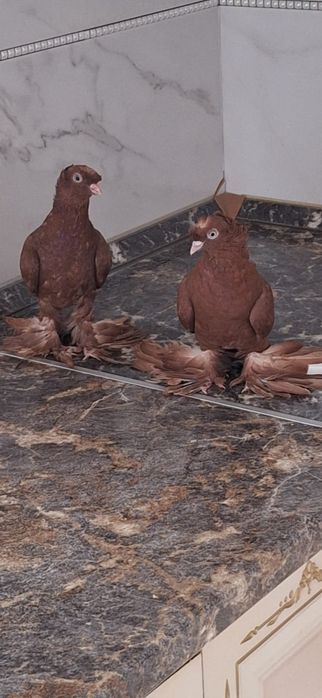 Продажа голубей краснодарские