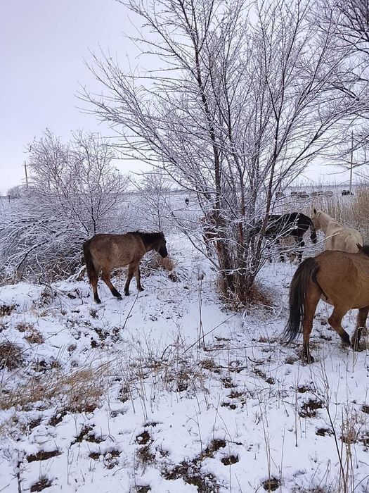 Буаз бие таймен бірге сатылады