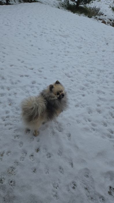 Померан    момче