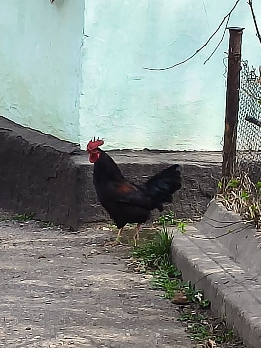 Продам домашних петухов