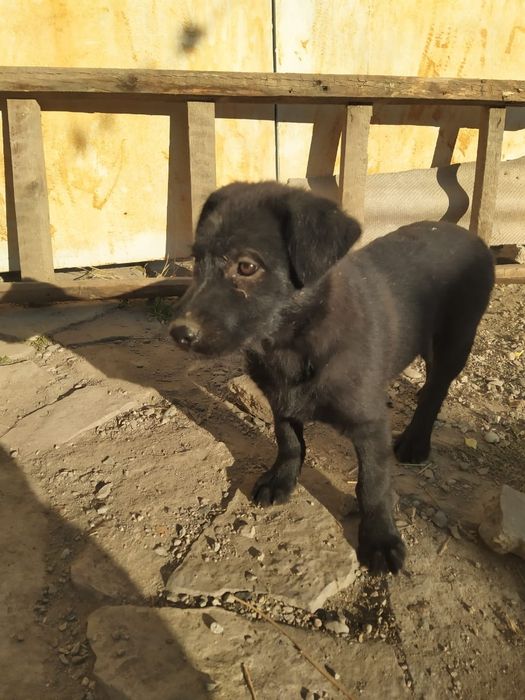 Щенки-девочки  .отдадим в добрые руки