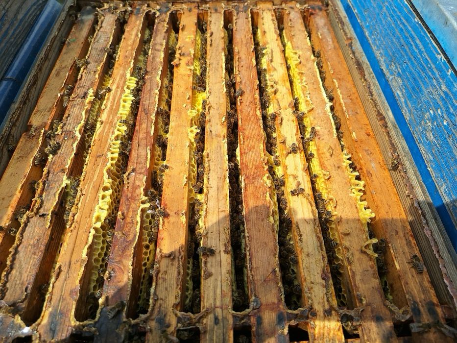 Vând miere floarea soarelui