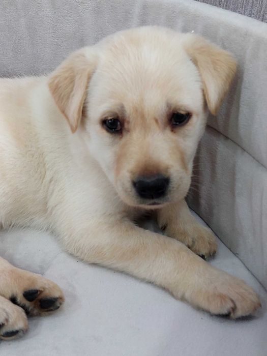 Лабрадор-ретривер