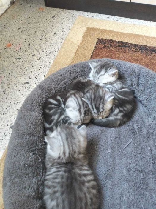 Котята, в хорошие руки