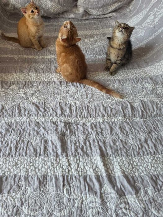 Котята бесплатно
