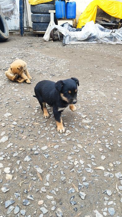 Отдам щенят бесплатно