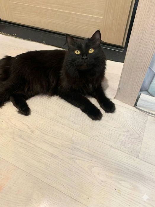 Отдам хорошего котика
