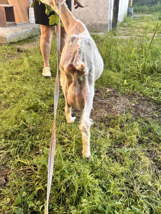 Продается  семейство  коз