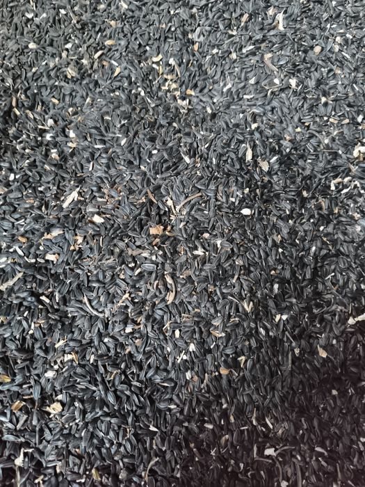 Vând floarea-soarelui