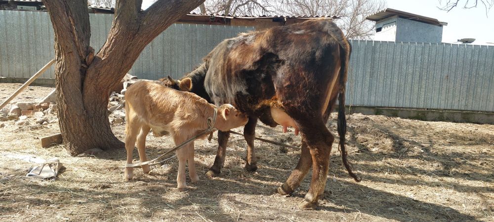 Алатауская первотелка