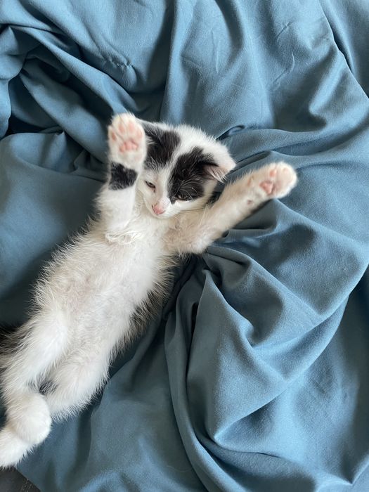 котик маленький!!
