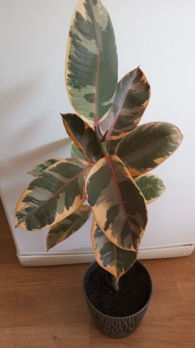 Продам розовый фикус