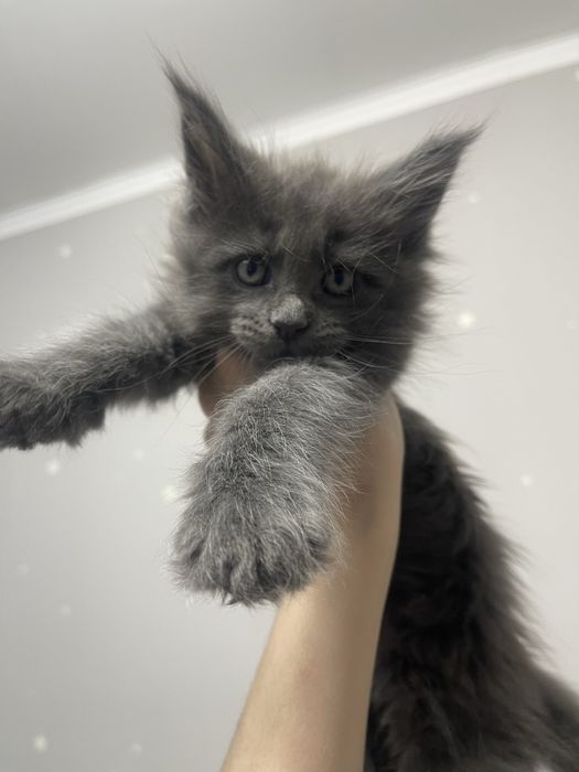 Мейн кун мальчик.