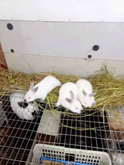 Продам кроликов…