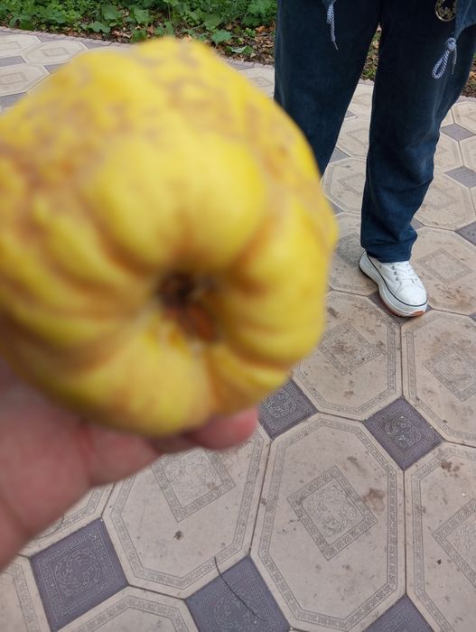 Айва/беке домашняя