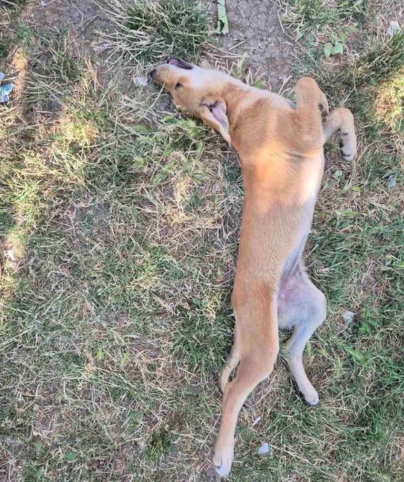 Кученца с ваксини