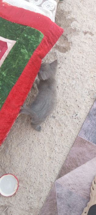 Маленький серый котик