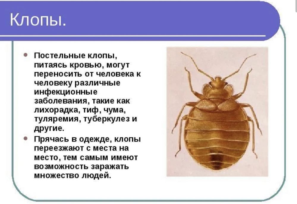 Жизненный цикл постельного клопа. Клоп постельный заболеваний переносчик. Постельный клоп пути распространения заболеваний. Имаго постельного клопа.