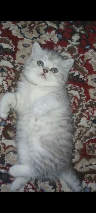 Zotli mushukcha Sotiladi britan serebristiy shinshilla qiz, o'g'il2oyl