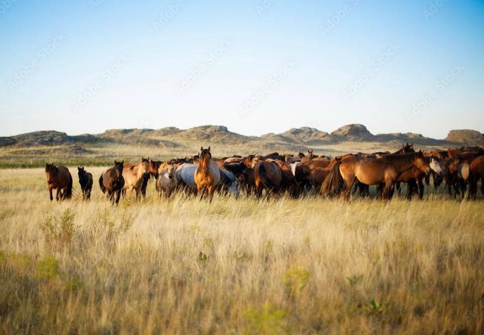 Продам КХ. По частям не продаю