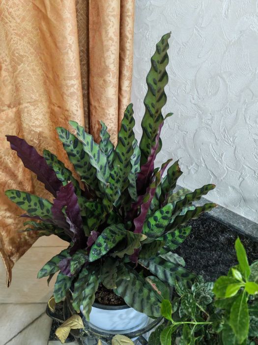 Gullar sotiladi. Hammasi sog’lom.