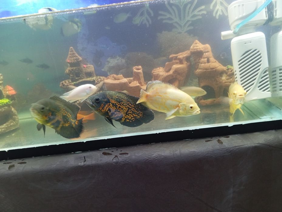 Astronotus  85000