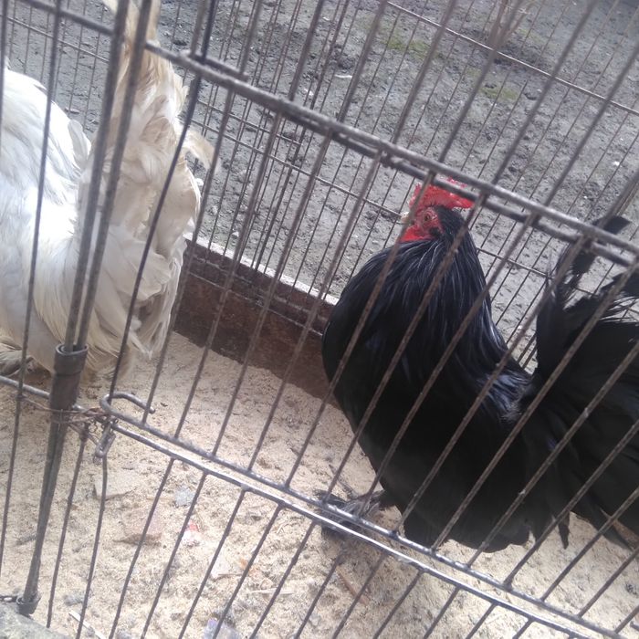 Японча хурозчаси сотилади