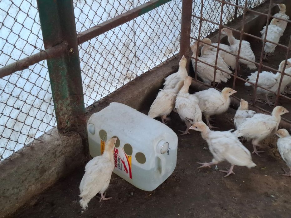 Хайбрит Канвертор балапандары сатлады.