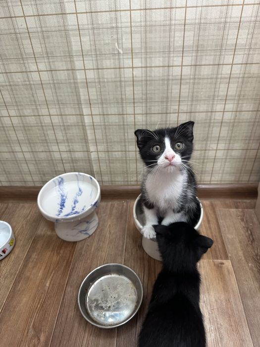 Котята 2.5 месяца в добрые руки