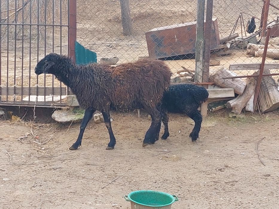 Қозылы қой сатылады