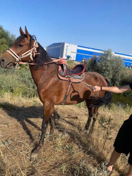 Продам Коня хороший умный