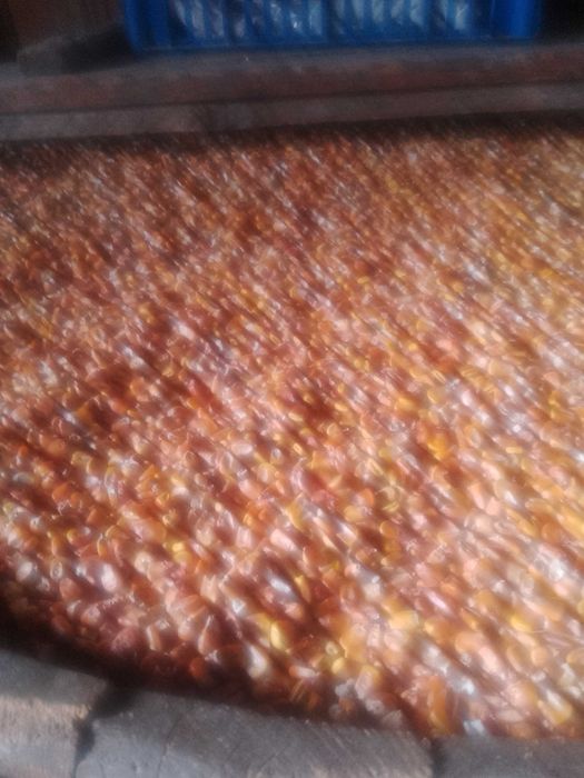 Vând  600 kg. porumb