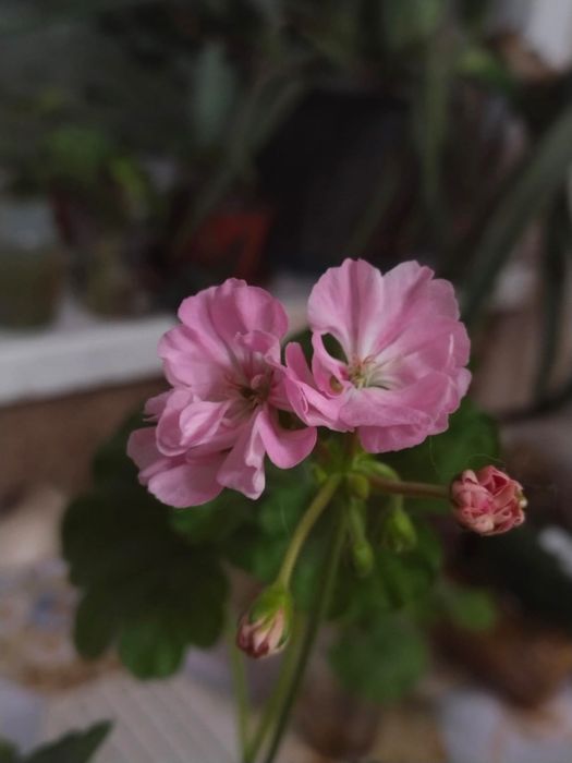 Продам пеларгонию