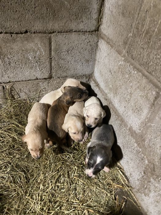 Тазы күшіктері сатылады