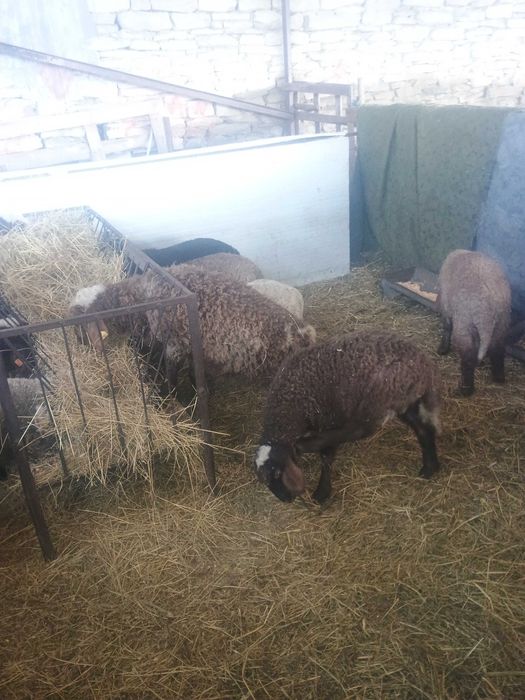 Агнета 20- 30 килограма