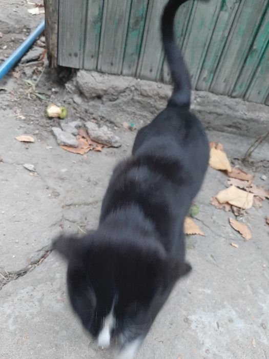 Отдам, кота. Бесплатно.