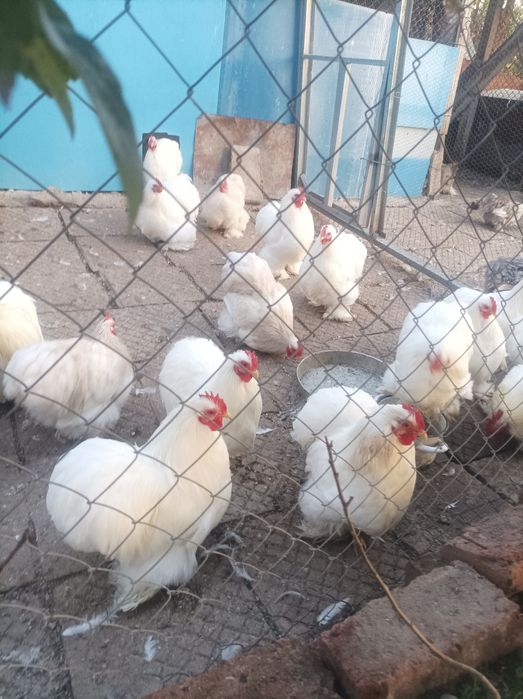 Мини кохин кокошки