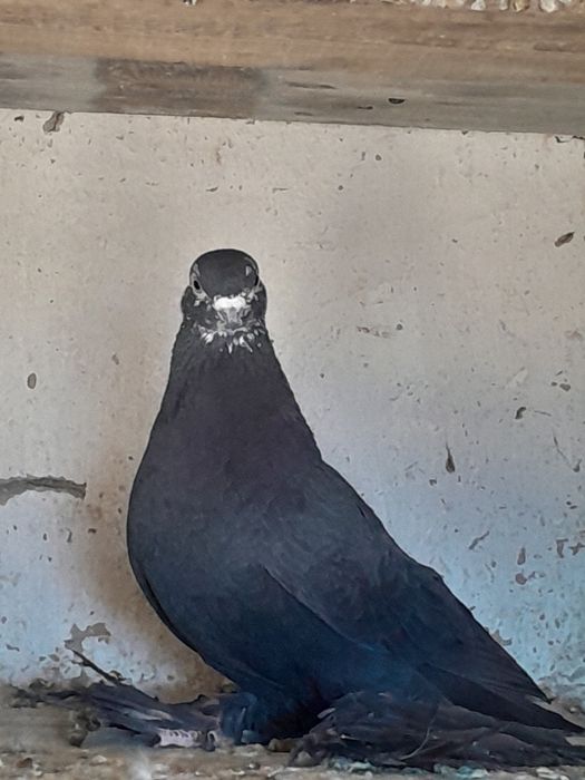 Продам голубей на игру