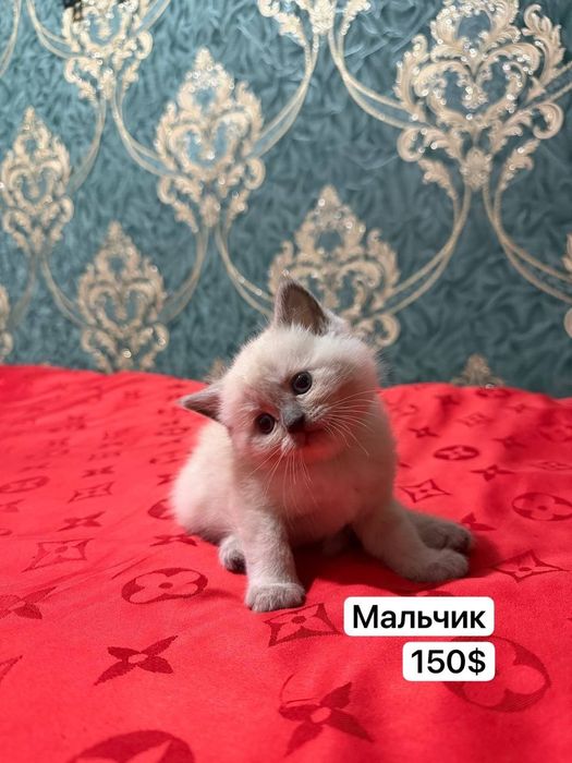 продаются котята, чистокровные