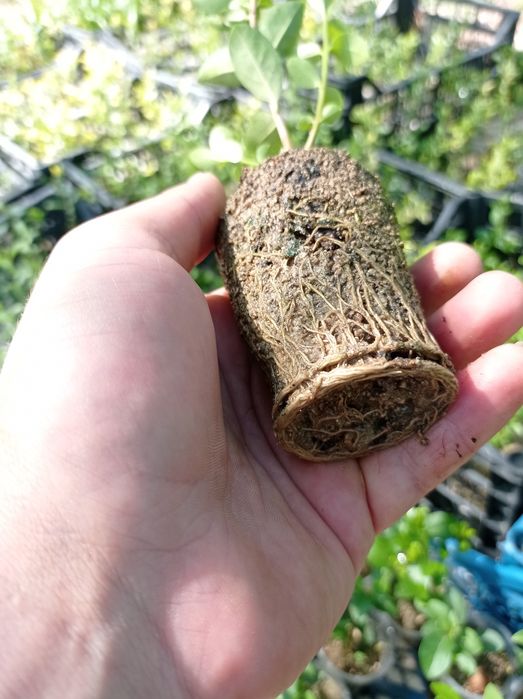 Лигуструм (Жив плет)