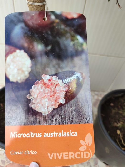 Лимон Хайвер розов