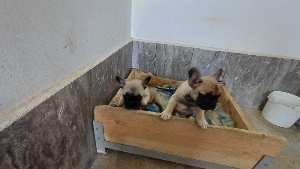 френски златист булдог