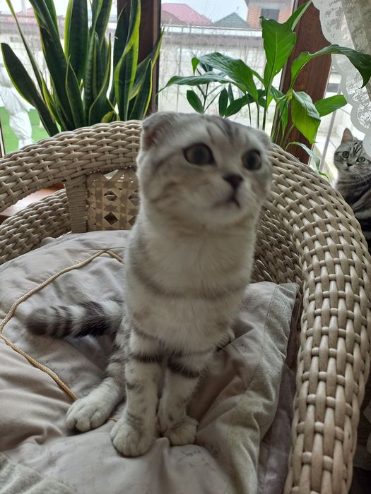 британский вислоушка ищет себе невесту