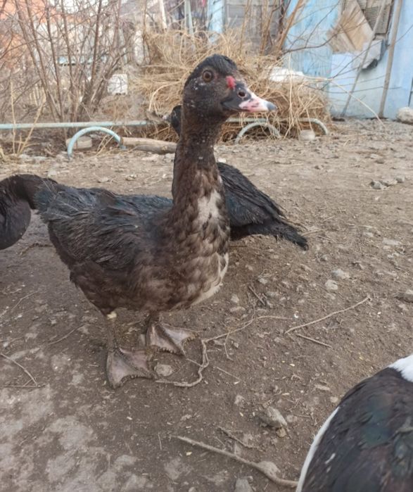 Продам Индоуток самец и мамочка молодые.