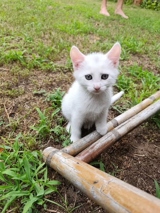 Котета на 7 седмици