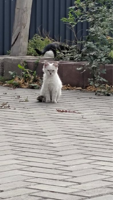 Кошки крысоловы девочки