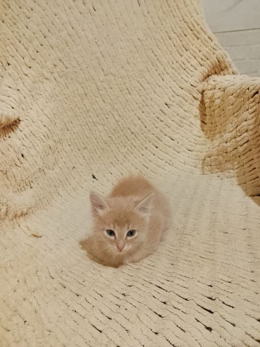 Отдадим котёнка даром